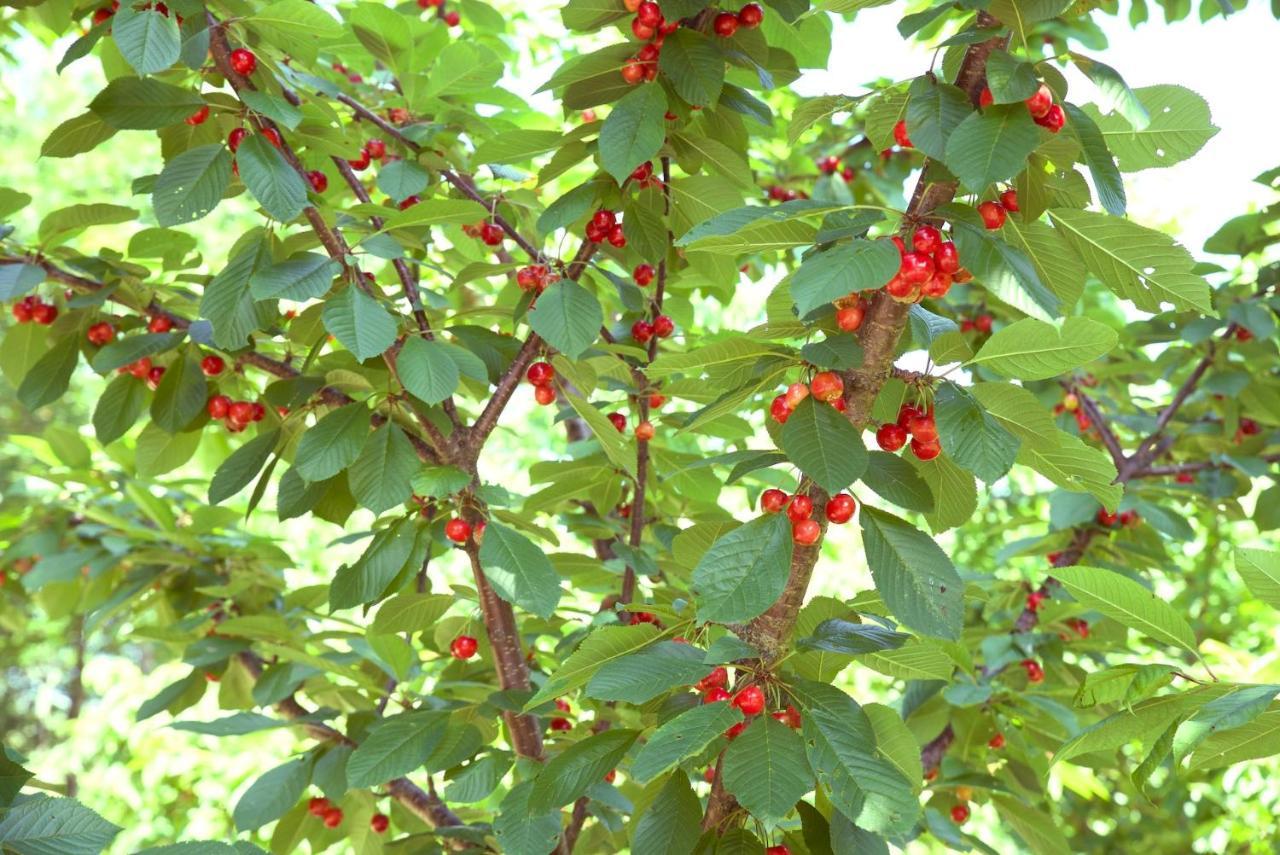 레센데 Quinta De S. Cipriano 빌라 외부 사진